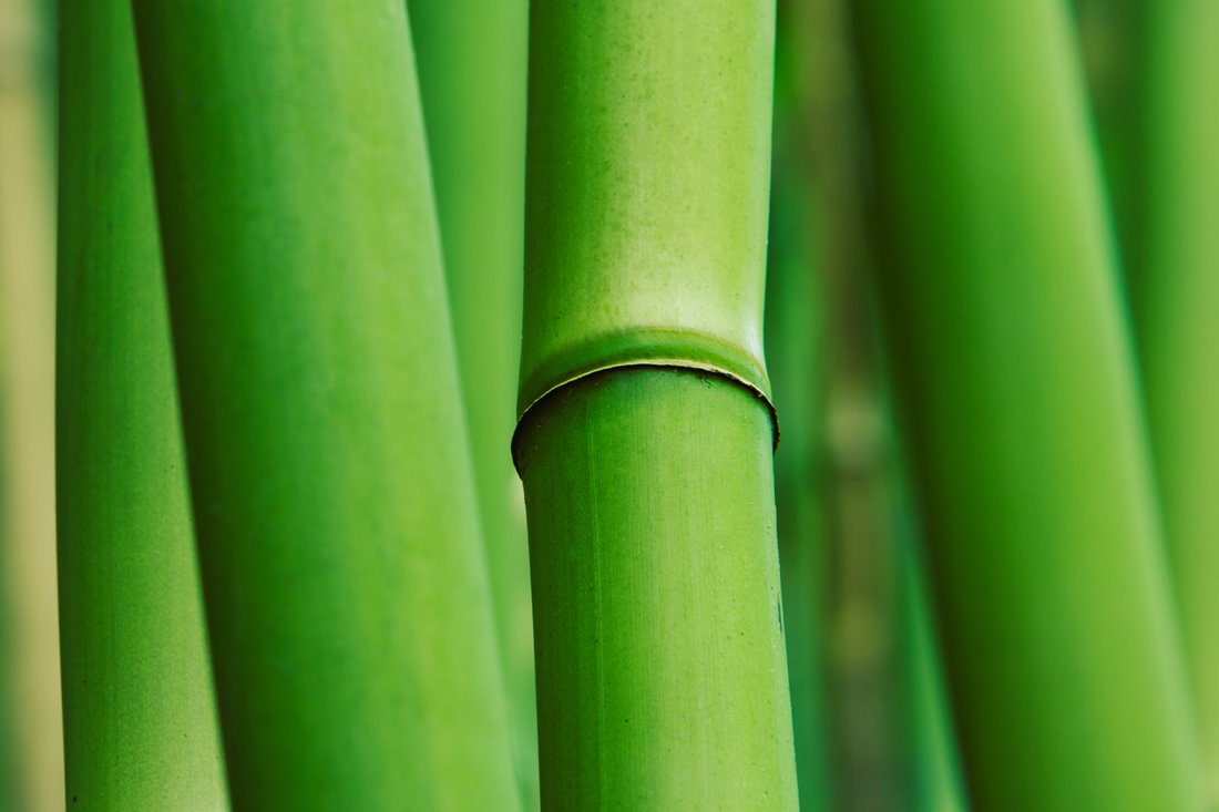 ¿Qué es la experiencia Bambú?