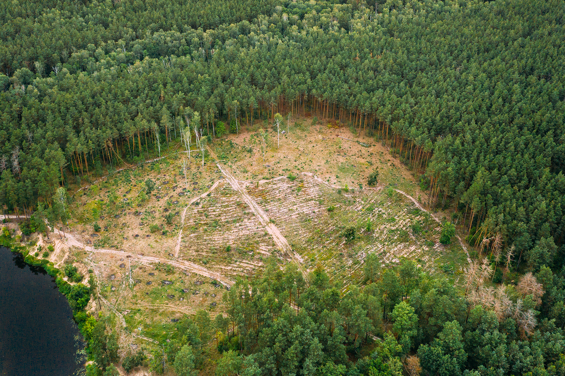 ¿Sabes la diferencia entre la deforestación y la degradación forestal?